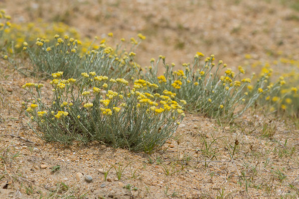 Immortelle des dunes — Helichrysum stoechas (L.) Moench, 1794, (Boucau (64), France, le 23/06/2019)
