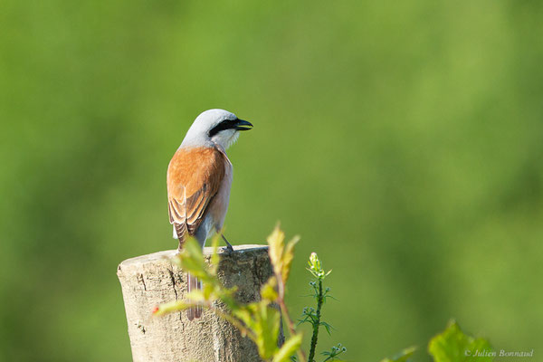 Pie-grièche écorcheur — Lanius collurio Linnaeus, 1758, (Ossun (65), France, le 31/05/2023)