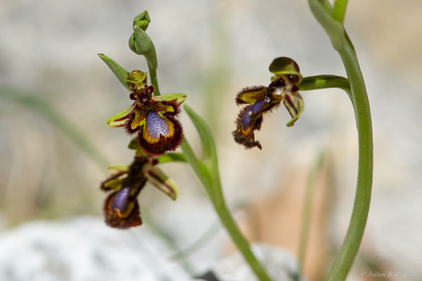 Ophrys miroir — Ophrys speculum Link, 1799