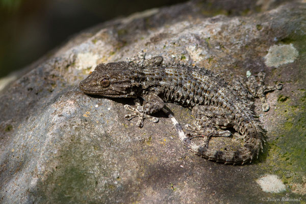 Tarente de Maurétanie — Tarentola mauritanica (Linnaeus, 1758), (Lac du Salagou, Clermont-l'Hérault (34), France, le 02/05/2025)
