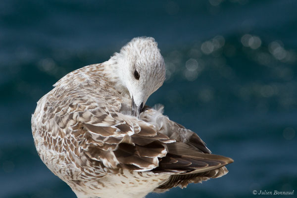 Goéland leucophée — Larus michahellis Naumann, JF, 1840, (Sagres (Vila do Bispo), Algarve (Portugal), le 29/08/2018)