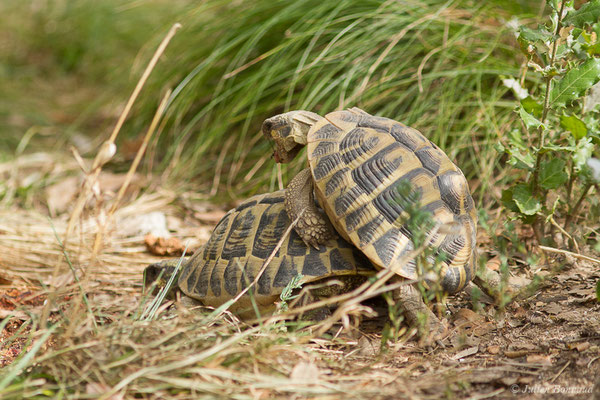 Tortue d'Hermann — Testudo hermanni (Gmelin, 1789), (Moltifao (2B), France, le 10/09/2019)