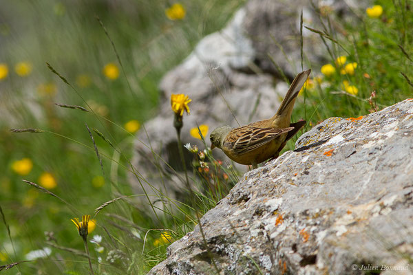Bruant ortolan — Emberiza hortulana Linnaeus, 1758, (mâle adulte) (Col du Pourtalet, Laruns (64), France, le 22/06/2019)
