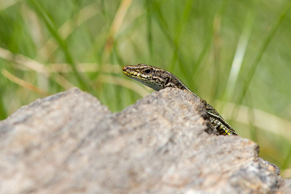 Lézard d'Aurelio — Iberalacerta aurelioi (Arribas, 1994), (Cirque glaciaire de Soulcem, Auzat (09), le 10/07/2023)