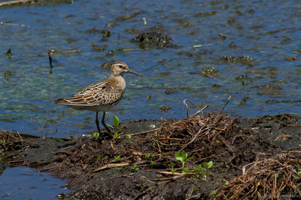 Bécasseau tacheté ou Bécasseau à poitrine cendrée — Calidris melanotos (Vieillot, 1819)