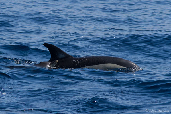 Dauphin commun, Dauphin commun à bec court ou Dauphin commun à bec long – Delphinus delphis Linnaeus, 1758, (Détroit de Gibraltar, Tarifa, Andalousie (Espagne), le 04/08/2020)