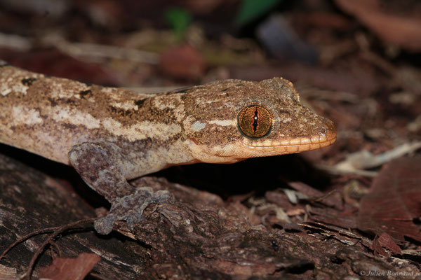 Gecko à pattes de canard — Thecadactylus rapicauda (Houttuyn, 1782), (Montagne des singes, Kourou, Guyane, le 27/06/2015)