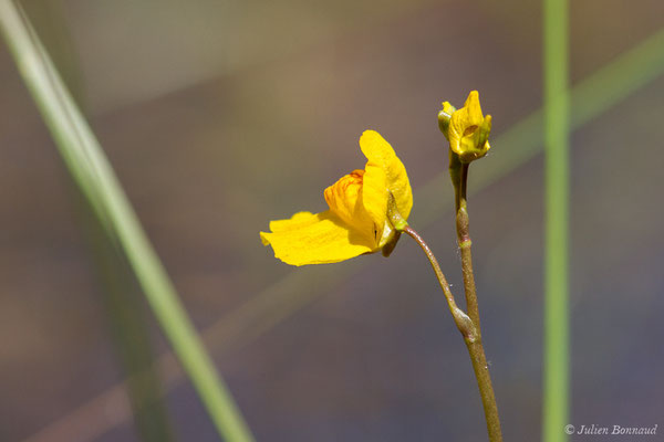 Utriculaire citrine — Utricularia australis R.Br., 1810, (Mézières-en-Brenne (36), France, le 13/06/2021)