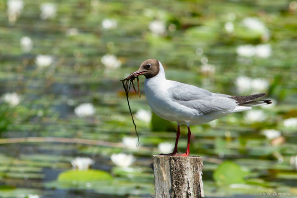 Mouette rieuse — Chroicocephalus ridibundus (Linnaeus, 1766)