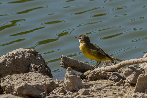 Bergeronnette printanière — Motacilla flava Linnaeus, 1758, (Parc national de Doñana, El Rocio (Andalousie), le 04/08/2020)