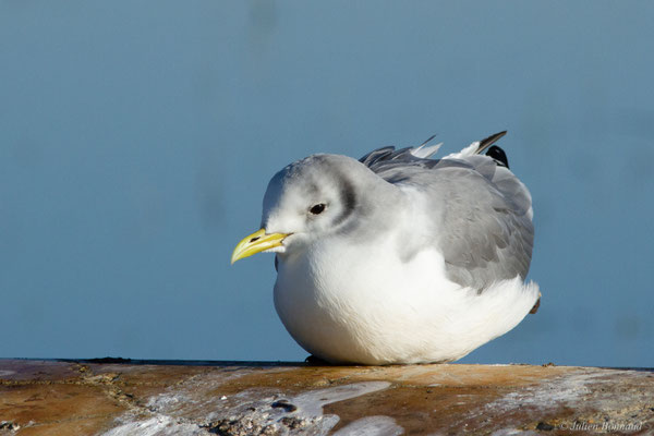 Mouette tridactyle — Rissa tridactyla (Linnaeus, 1758)