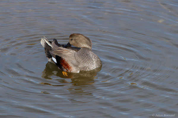 Canard chipeau — Mareca strepera (Linnaeus, 1758), (mâle en plumage nuptial), (Parc écologique Plaiaundi, Irun (Pays basque), Espagne, le 11/11/2025)