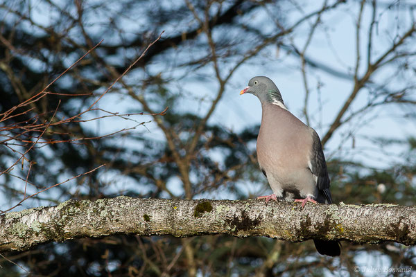 Pigeon ramier — Columba palumbus Linnaeus, 1758, (Pau (64), France, le 29/12/2019)