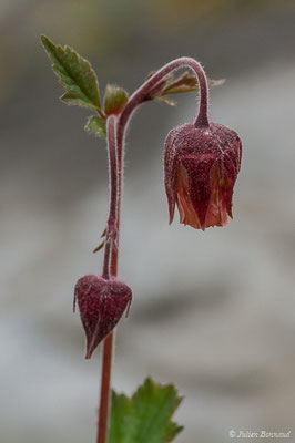 Benoîte des ruisseaux — Geum rivale L., 1753, (Station de ski de Gourette, Eaux Bonnes (65), France, le 15/06/2020)