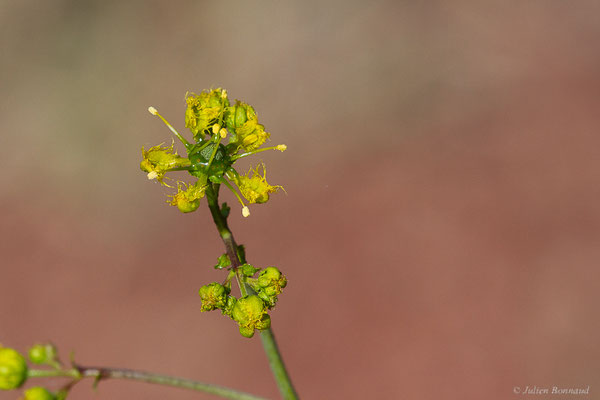 Rue à feuilles étroites — Ruta angustifolia Pers., 1805, (Lac du Salagou, Clermont-l'Hérault (34), France, le 02/05/2025)
