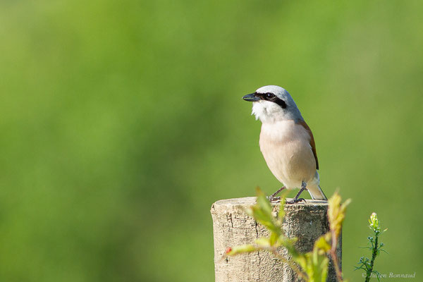 Pie-grièche écorcheur — Lanius collurio Linnaeus, 1758, (Ossun (65), France, le 31/05/2023)