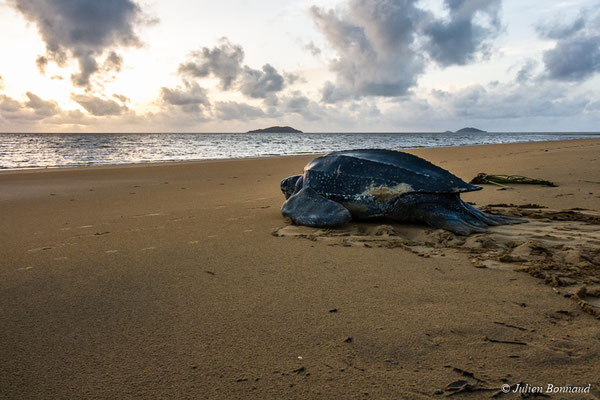 Tortue luth — Dermochelys coriacea (Vandelli, 1761), (Plage des Salines, Remire-Montjoly, Guyane, le 20/05/2017) 