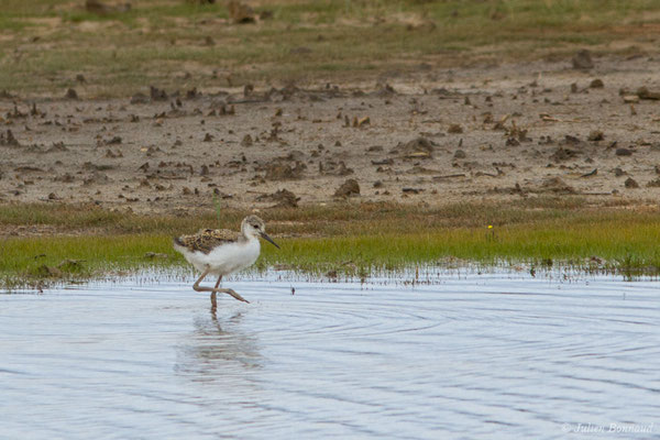 Échasse blanche — Himantopus himantopus (Linnaeus, 1758), (juvénile) (réserve ornithologique Terre d'oiseaux, Braud-et-Saint-Louis (33), France, le 20/06/2018)