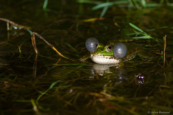 Grenouille de Graf — Pelophylax kl. grafi (Crochet, Dubois, Ohler & Tunner, 1995)
