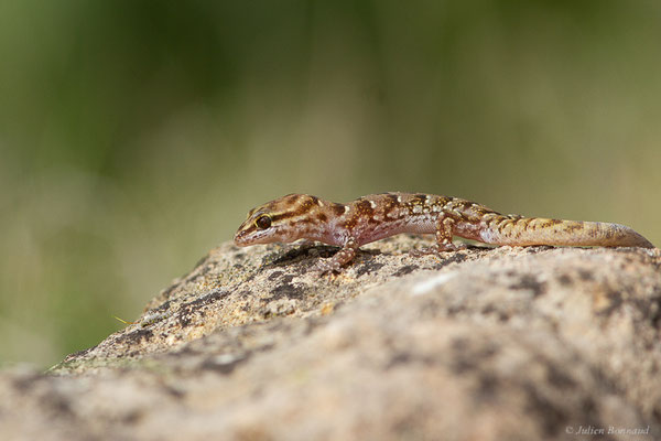 Saurodactyle à bandes — Saurodactylus fasciatus Werner, 1931, (Site archéologique de Volubilis, Fertassa (Fès-Meknès), Maroc, le 22/02/2023)