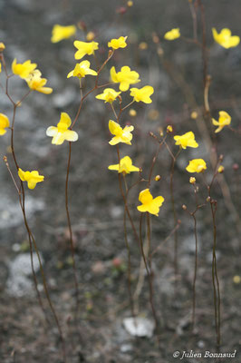 Utricularia subulata (Centre Spatial Guyanais, Kourou, le 12/05/2014)