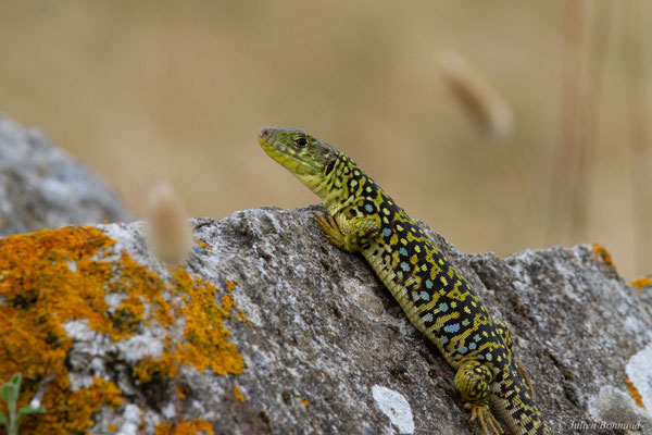 Lézard ocellé — Timon lepidus (Daudin, 1802), (femelle adulte), (Tarnos (64), France), le 05/06/2025)