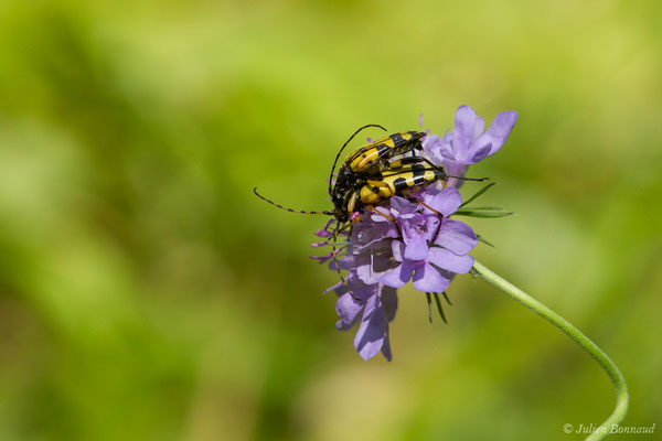 Lepture tacheté – Rutpela maculata (Poda, 1761), (Fort du Portaler, Etsaut (64), France, le 11/07/2018)