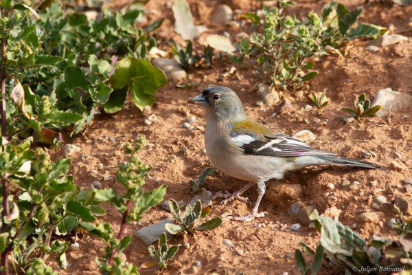 Pinson africain — Fringilla spodiogenys (Bonaparte, 1841), (mâle adulte), (Ouzoud (Béni Mellal-Khénifra), Maroc, le 20/02/2023)