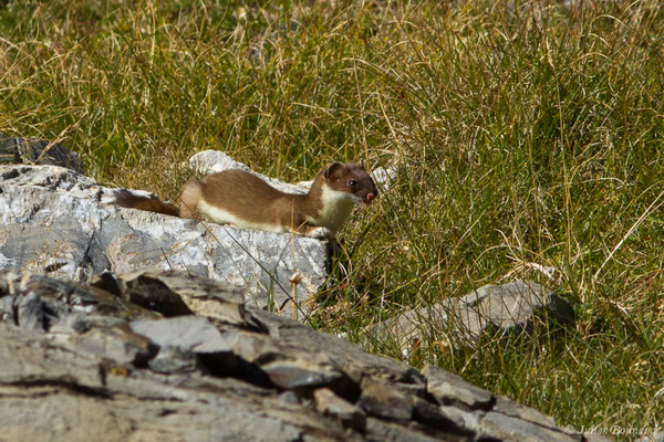 Hermine – Mustela erminea Linnaeus, 1758, (Lac d'Anglas, Gourette (64), France, le 30/09/2018)
