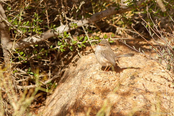 Dromoïque du désert — Scotocerca inquieta Fregin, Haase, Olsson & Alström, 2012, (Tafraoute, (Souss-Massa), Maroc, le 04/02/2023)