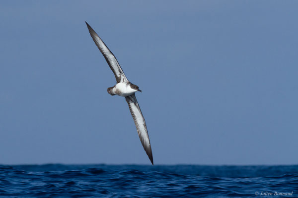 Puffin majeur — Ardenna gravis (O'Reilly, 1818)