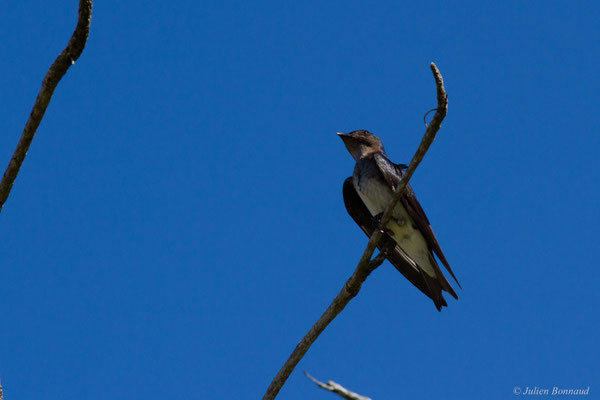 Hirondelle chalybée — Progne chalybea (Gmelin, 1789)