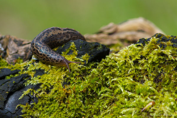 Limace léopard — Limax maximus Linnaeus, 1758