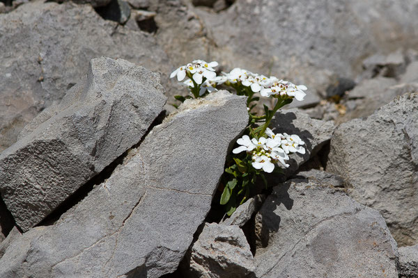 Iberis de Pruiti – Iberis carnosa Willd., 1800, (Station de ski de La Pierre-Saint-Martin, Arette (64), France, le 15/05/2022)