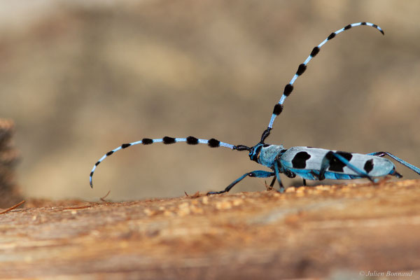 Rosalie des Alpes — Rosalia alpina (Linnaeus, 1758), (Bedous (64), France, le 03/08/2025)