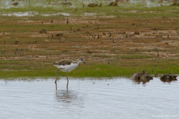 Échasse blanche — Himantopus himantopus (Linnaeus, 1758), (juvénile) (réserve ornithologique Terre d'oiseaux, Braud-et-Saint-Louis (33), France, le 20/06/2018)