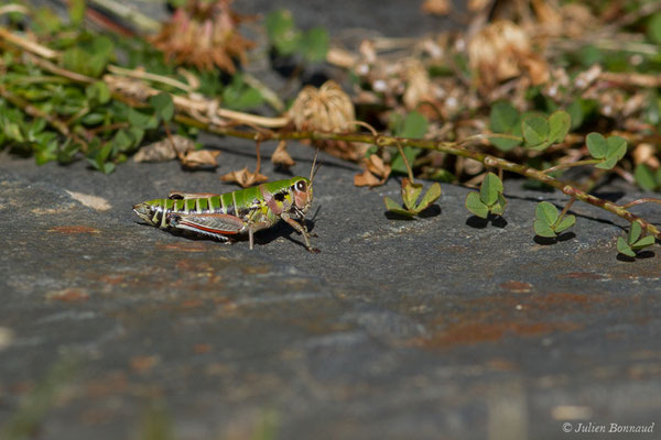 Miramelle pyrénéenne – Cophopodisma pyrenaea (Fischer, 1853), (femelle) (Lac d'Anglas, Gourette (64), France, le 30/09/2018)