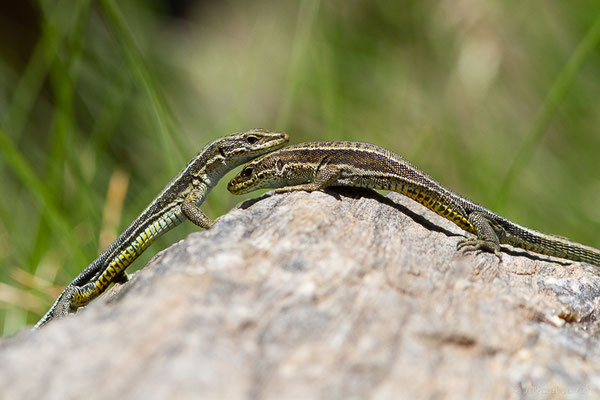 Lézard d'Aurelio — Iberalacerta aurelioi (Arribas, 1994), (Cirque glaciaire de Soulcem, Auzat (09), le 10/07/2023)