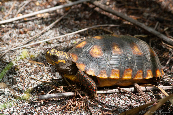Tortue charbonnière — Chelonoidis carbonarius (Spix, 1824), (juvénile en déplacement dans un ancien abatis) (Iracoubo (Guyane), le 12/07/2016) 