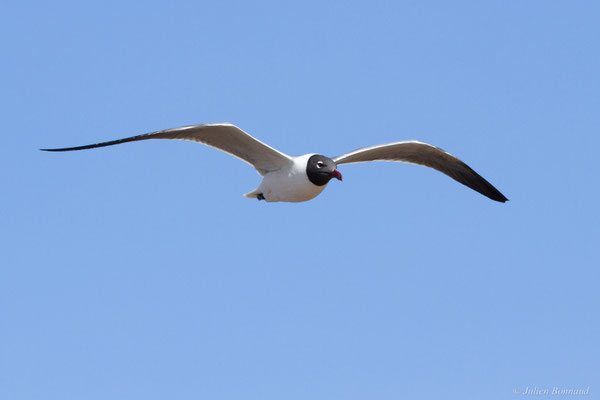 Mouette atricille — Leucophaeus atricilla (Linnaeus, 1758)