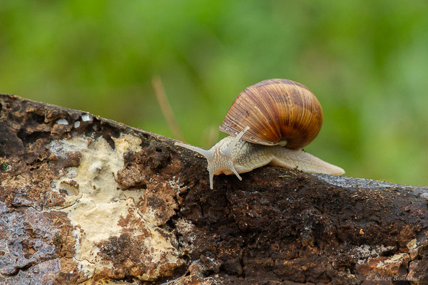 Escargot de Bourgogne — Helix pomatia Linnaeus, 1758