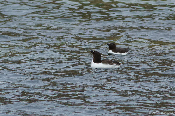 Pingouin torda — Alca torda Linnaeus, 1758, (Réserve naturelle nationale des Sept-Îles, Perros-Guirec (22), France, le 05/07/2021)