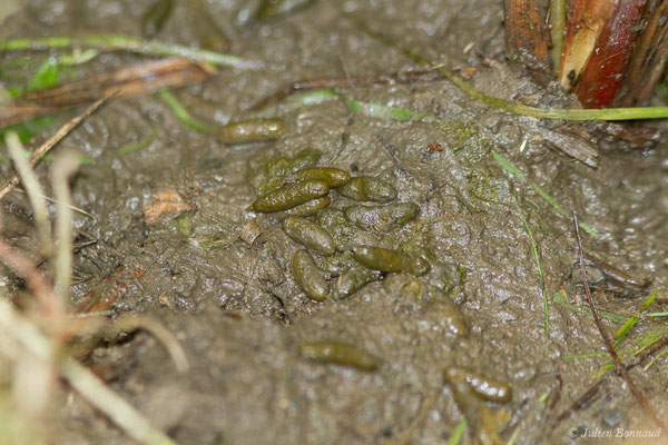 Campagnol amphibie — Arvicola sapidus Miller, 1908, (crottes) (Adé (65), France, le 01/07/2021)