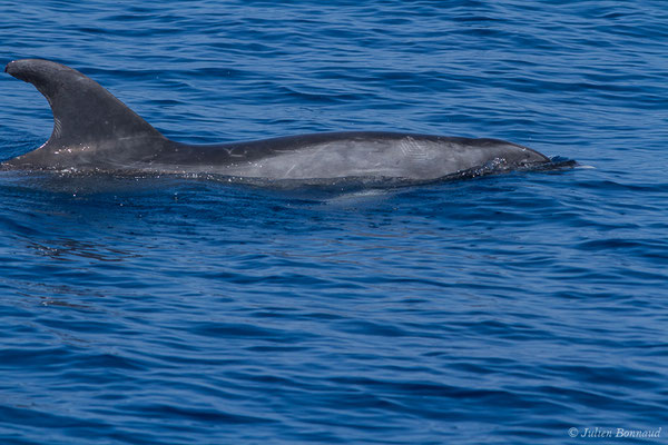 Grand dauphin commun ou Grand Dauphin – Tursiops truncatus (Montagu, 1821), (Détroit de Gibraltar, Tarifa, Andalousie (Espagne), le 04/08/2020)