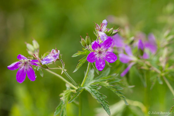 Géranium des bois — Geranium sylvaticum L., 1753, (Station de ski de Gourette, Eaux Bonnes (65), France, le 15/06/2020)