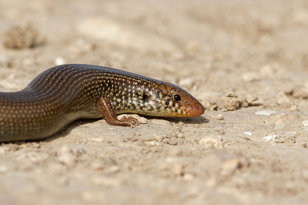 Scinque maure — Chalcides polylepis Boulenger, 1890