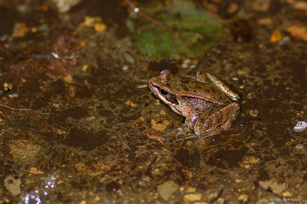 Grenouille Ibérique — Rana iberica Boulenger, 1879