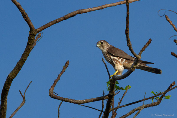 Faucon émerillon — Falco columbarius Linnaeus, 1758, (route de Guatémala, Guyane le 04/12/2016)