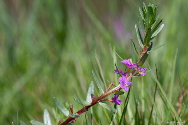 Lythrum faux jonc — Lythrum junceum Banks & Sol., 1794