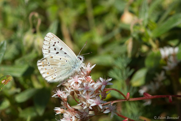 Argus bleu-nacré — Lysandra coridon (Poda, 1761), (Laruns (64), France, le 03/08/2019)